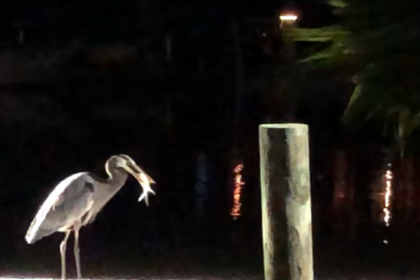 Blue Heron fishing at my dock in Everglades City
