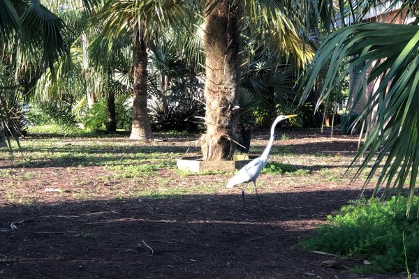 Great Egret in my yard