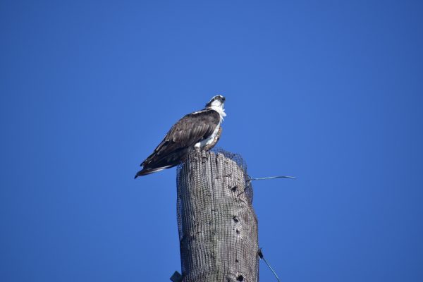 Osprey on utility pole at my house