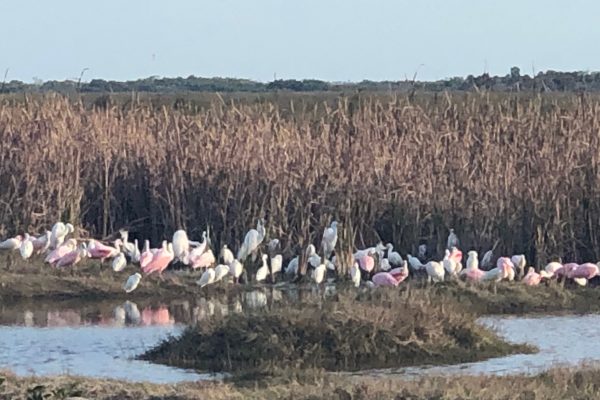 Roseate Spoonbills along the Tamiami Trail