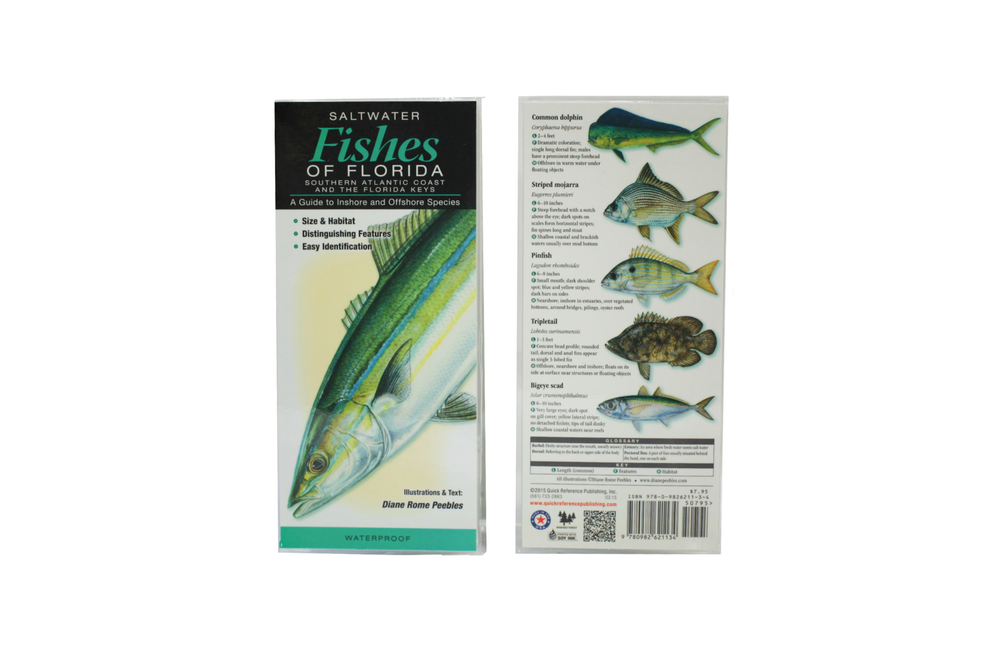 Wp- Saltwater Fishes Of Florida: Southern Atlantic Coast & the